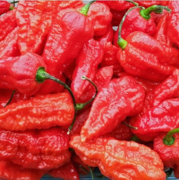 Nasiona papryki Bhut Jolokia (10 szt.)