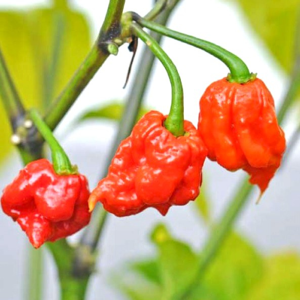 Nasiona papryki Carolina Reaper Red (10 szt.) Nasiona papryki Carolina Reaper Red (10 szt.)