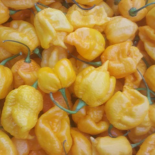 Nasiona papryki Carolina Reaper Yellow (10 szt.) Nasiona papryki Carolina Reaper Yellow (10 szt.)