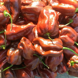 Nasiona papryki Habanero Chocolate (10 szt.)