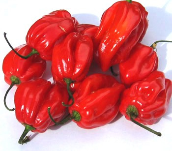 Nasiona papryki Habanero Red (10 szt.)