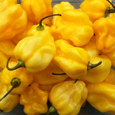 Nasiona papryki Habanero Yellow (10 szt.)