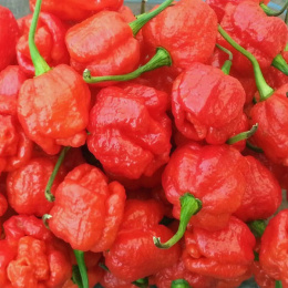 Nasiona papryki Trinidad Moruga Scorpion (10 szt.)