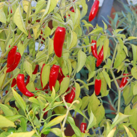 Nasiona papryki Serrano (10 szt.) Nasiona papryki Serrano (10 szt.)