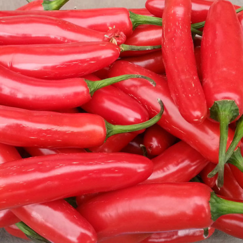 Nasiona papryki Serrano (10 szt.) Nasiona papryki Serrano (10 szt.)