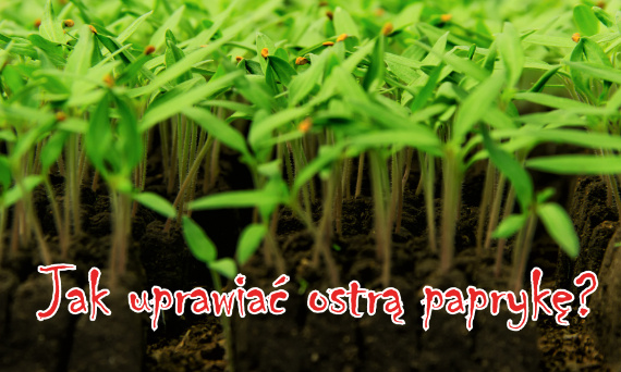 Podstawy uprawy ostrych papryk - poradnik dla początkujących!